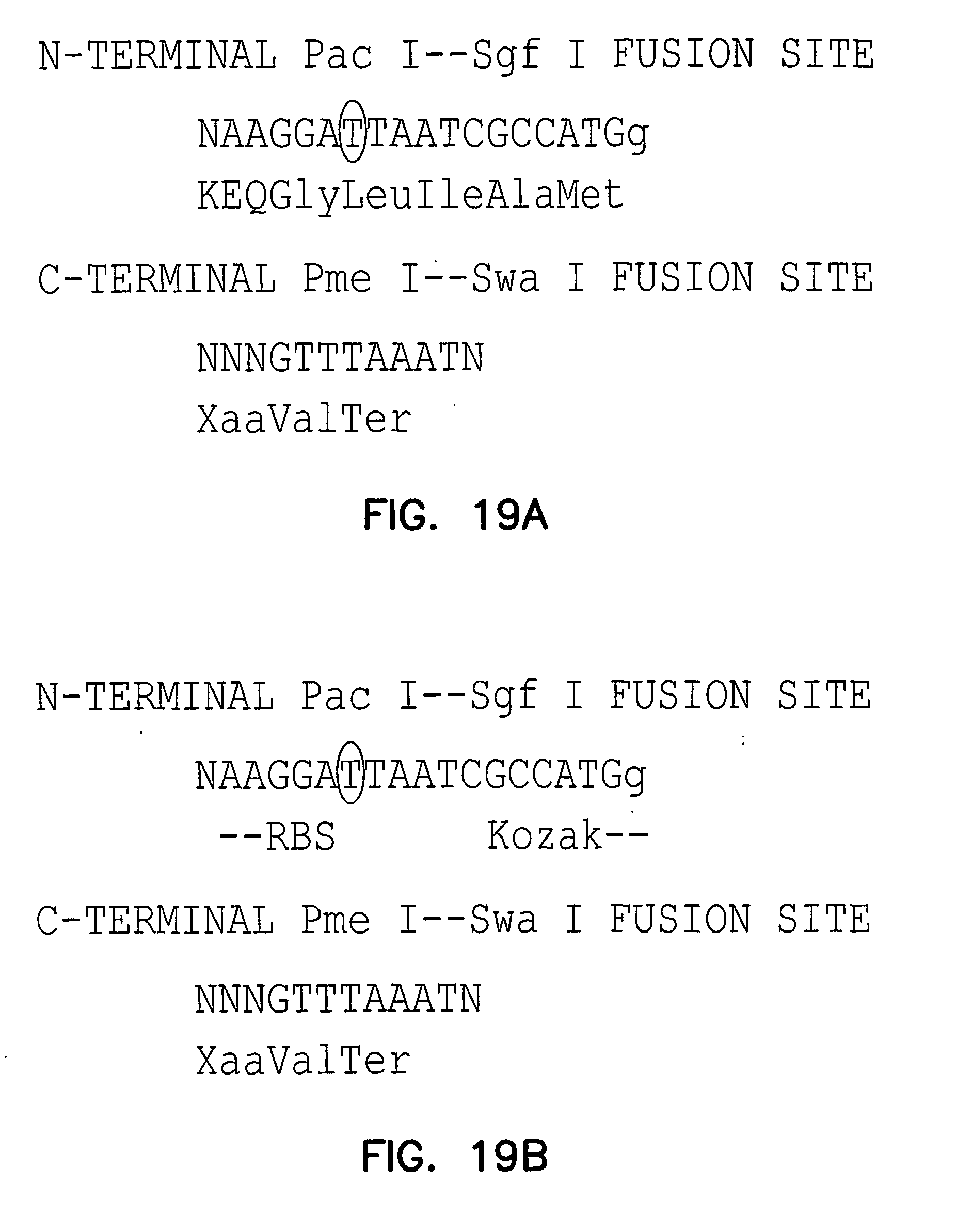 VECTORS FOR DIRECTIONAL CLONING Patent 1685247